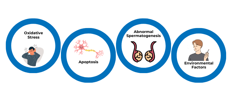 Causes of Sperm DNA Fragmentation