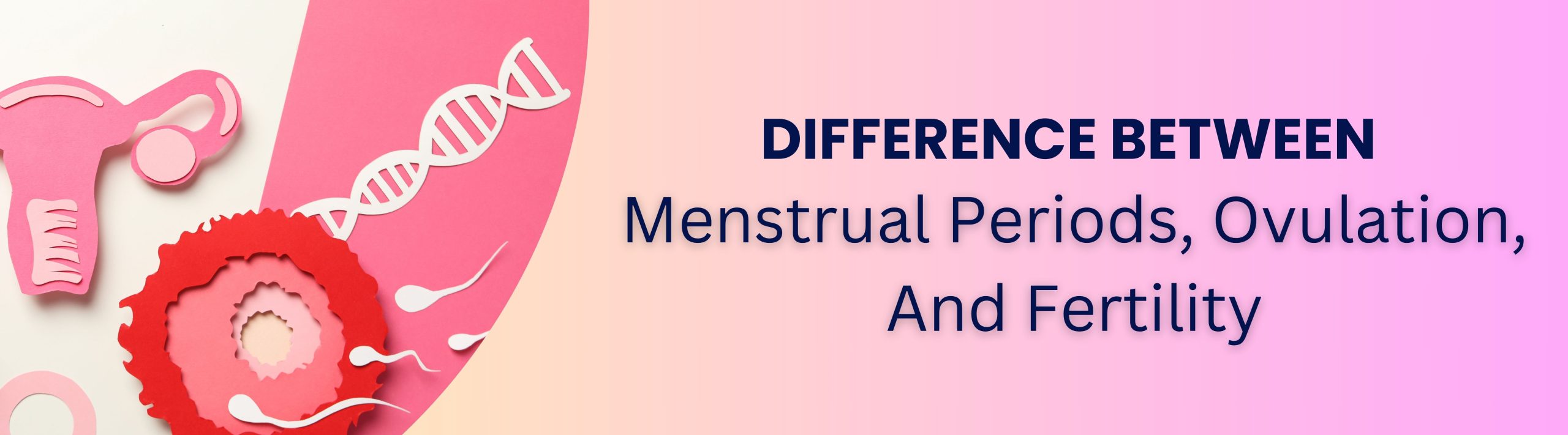 Difference Between Menstrual Periods, Ovulation, And Fertility